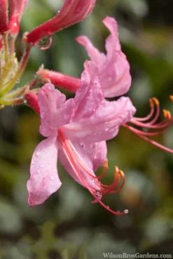 Pinxterbloom Azalea (Rhododendron Periclymenoides) - 3 Gallon Pot -Wilson Bros Gardens Native Azalea Pinxterbloom 8