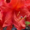 Robert E. Lee Native Azalea (Rhododendron) - 1 Gallon Pot