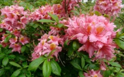 Samford Sorbet Native Azalea (Rhododendron) - 3 Gallon Pot -Wilson Bros Gardens Native Azalea Samford Sorbet 1