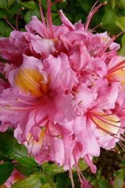 Samford Sorbet Native Azalea (Rhododendron) - 3 Gallon Pot -Wilson Bros Gardens Native Azalea Samford Sorbet 10