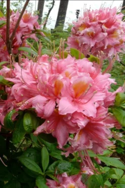 Samford Sorbet Native Azalea (Rhododendron) - 3 Gallon Pot