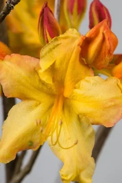 Solar Flare Sunbow Azalea - 3 Gallon Pot -Wilson Bros Gardens Native Azalea Solar Flare Sunbow BS