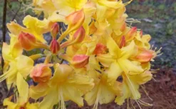 Solar Flare Sunbow Azalea - 3 Gallon Pot -Wilson Bros Gardens Native Azalea Solor Flare Sunbow 3
