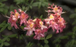 Southern Sunset Aromi Azalea (Rhododendron Hybrid) - 3 Gallon Pot -Wilson Bros Gardens Native Azalea Southern Sunset 4