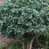 Wheeler's Cold Hardy Fragrant Tea Olive (Osmanthus) - 3 Gallon Pot