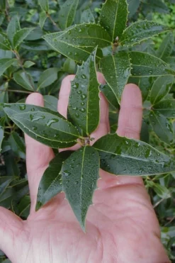 Wheeler's Cold Hardy Fragrant Tea Olive (Osmanthus) - 3 Gallon Pot -Wilson Bros Gardens Osmanthus Carl Wheeler 6