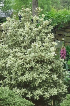 Goshiki Osmanthus (Variegated False Holly) - 5 Gallon Pot -Wilson Bros Gardens Osmanthus Goshiki 20
