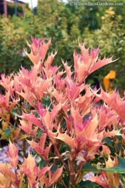 Party Lights Pink Flush Tea Olive - Osmanthus Heterophyllus - 5 Gallon Pot 9 Party Lights Pink Flush Tea Olive - Osmanthus Heterophyllus - 5 Gallon Pot -Wilson Bros Gardens Osmanthus Party Lights 11