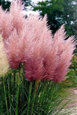 Pink Pampas Grass - 6 Pack Of 1 Gallon Pots