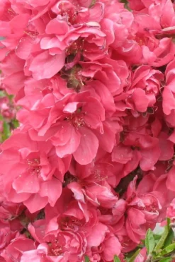 Bonanza Dwarf Patio Peach Tree - 5 Gallon 11 Bonanza Dwarf Patio Peach Tree - 5 Gallon -Wilson Bros Gardens Peach Bonanza 3