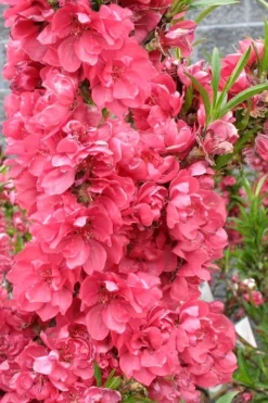 Bonanza Dwarf Patio Peach Tree - 5 Gallon 14 Bonanza Dwarf Patio Peach Tree - 5 Gallon -Wilson Bros Gardens Peach Bonanza 4