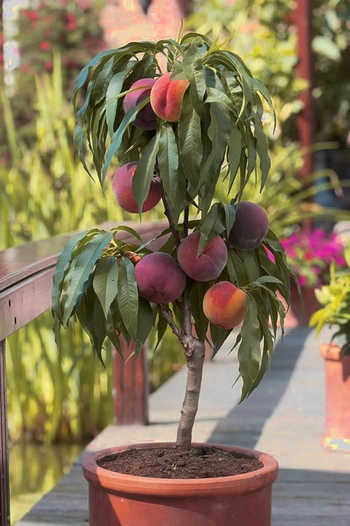 Bonanza Dwarf Patio Peach Tree - 5 Gallon 1 Bonanza Dwarf Patio Peach Tree - 5 Gallon