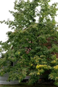 American Persimmon Tree - Diospyros Virginiana - 3 Gallon Pot -Wilson Bros Gardens Persimmon American 2