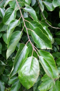 American Persimmon Tree - Diospyros Virginiana - 3 Gallon Pot -Wilson Bros Gardens Persimmon American 3
