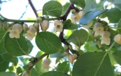 American Persimmon Tree - Diospyros Virginiana - 3 Gallon Pot -Wilson Bros Gardens Persimmon American 5