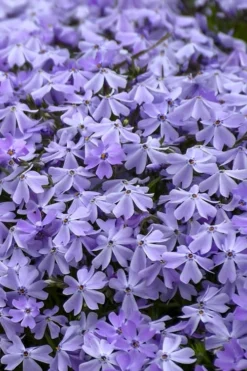 Emerald Cushion Blue Creeping Phlox - 1 Gallon Pot -Wilson Bros Gardens Phlox Emerald Blue 14