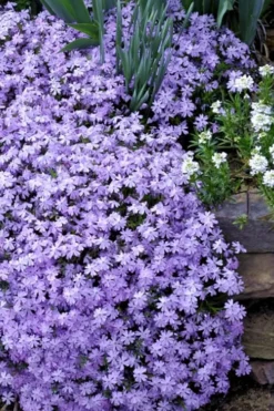 Emerald Cushion Blue Creeping Phlox - 1 Gallon Pot