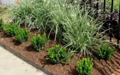 Baby Gem Boxwood - 1 Gallon Pot 12 Baby Gem Boxwood - 1 Gallon Pot -Wilson Bros Gardens Picture Boxwood Baby Gem Edger