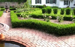 Baby Gem Boxwood - 1 Gallon Pot 13 Baby Gem Boxwood - 1 Gallon Pot -Wilson Bros Gardens Picture Boxwood Baby Gem Hedges