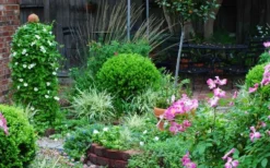 Baby Gem Boxwood - 1 Gallon Pot 15 Baby Gem Boxwood - 1 Gallon Pot -Wilson Bros Gardens Picture Boxwood Baby Gem Specimen