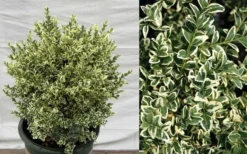 Dwarf Variegated Boxwood - 3 Gallon Pot -Wilson Bros Gardens Picture Boxwood Dwarf Variegated 2