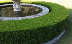Little Missy Dwarf Boxwood - 2.5 Gallon Pot -Wilson Bros Gardens Picture Boxwood Franklins Gem Hedge 3
