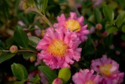 October Magic Carpet Dwarf Camellia - 1 Gallon Pot -Wilson Bros Gardens Picture Camellia Sasanqua October Magic Carpet 2