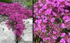 Red Creeping Thyme - Thymus Praecox 'Coccineus' - 10 Pack Of Pint Pots -Wilson Bros Gardens Picture Creeping Thyme Red 4 1
