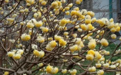 Winter Gold Edgeworthia Chrysantha - Paper Bush - 3 Gallon Pot -Wilson Bros Gardens Picture Edgeworthia Flowers