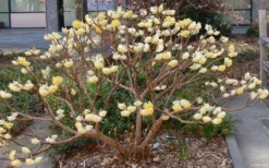 Edgeworthia Chrysantha Paper Bush - 7 Gallon Pot -Wilson Bros Gardens Picture Edgeworthia Paper Bush 3 1