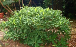 Edgeworthia Chrysantha Paper Bush - 7 Gallon Pot -Wilson Bros Gardens Picture Edgeworthia Shrub 1