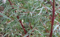 Angus Cold Hardy Eucalyptus Tree (Eucalyptus Nicholii) - 1 Gallon Pot -Wilson Bros Gardens Picture Eucalyptus Tree Anugus Willow Leaf Peppermint 3