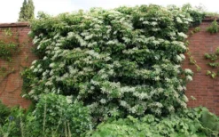 Moonlight Climbing Hydrangea - 1 Gallon Pot -Wilson Bros Gardens Picture Hydrangea Climbing Petiolaris 5