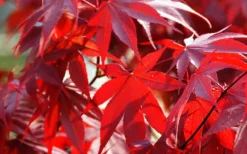 Fireglow Red Leaf Japanese Maple - 5 Gallon Pot (4.5-5.5') -Wilson Bros Gardens Picture Japanese Maple Fireglow 2