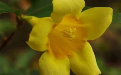 Butterscotch Yellow Jasmine (Jessamine) - Gelsemium Sempervirens - 1 Gallon Pot -Wilson Bros Gardens Picture Jasmine Butterscotch 4