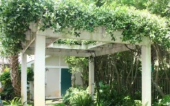 Confederate Jasmine Vine (Trachelospermum Jasminoides) - 3 Gallon Pot -Wilson Bros Gardens Picture Jasmine Confederate Vine 2