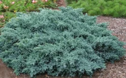 Blue Star Juniper - 2 Gallon Pot -Wilson Bros Gardens Picture Juniper Blue Star