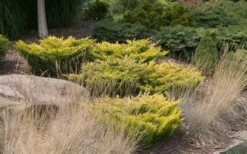 Limeglow Golden Andorra Compact Juniper - 3 Gallon Pot -Wilson Bros Gardens Picture JuniperLimeglow