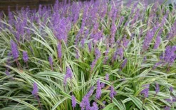 Variegated Liriope - Monkey Grass / Lilyturf - 6 Pack Of Pint Pots -Wilson Bros Gardens Picture Liriope Variegated 1