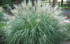 Adagio Dwarf Maiden Grass - Miscanthus Sinensis - 1 Gallon Pot -Wilson Bros Gardens Picture Maiden Grass Adagio Dwarf