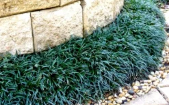 Dwarf Mondo Grass - 72 Pack Of 3.5" Pint Pots -Wilson Bros Gardens Picture Mondo Grass Dwarf 4