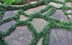 Dwarf Mondo Grass - 72 Pack Of 3.5" Pint Pots -Wilson Bros Gardens Picture Mondo Grass Dwarf 6