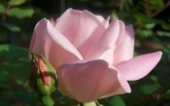 The Georgia Peach Shrub Rose - 1 Gallon Pot -Wilson Bros Gardens Picture Rose Georgia Peach 2