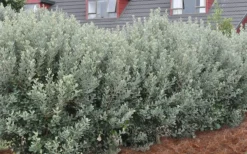 Bambina Dwarf Pineapple Guava (Feijoa Sellowiana ' Tharfiona') - 3 Gallon Pot -Wilson Bros Gardens Pineapple Guava Hedge