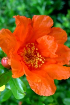 Russian 26 Cold Hardy Pomegranate - 1 Gallon Pot -Wilson Bros Gardens Pomegranate Russian 26 11 2