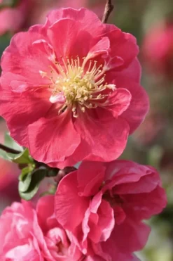 Double Take Pink Storm Flowering Quince - 2 Gallon Pot 9 Double Take Pink Storm Flowering Quince - 2 Gallon Pot -Wilson Bros Gardens Quince Double Take Pink 1
