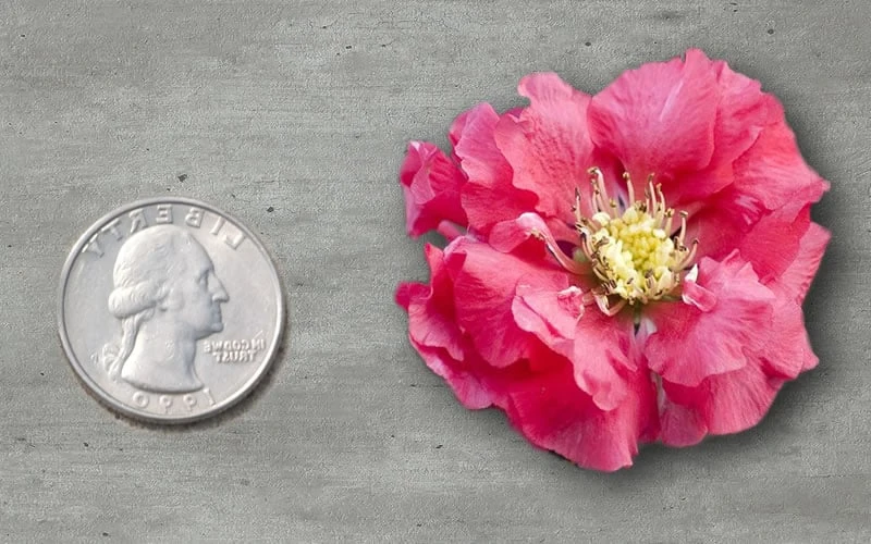Double Take Pink Storm Flowering Quince - 2 Gallon Pot 4 Double Take Pink Storm Flowering Quince - 2 Gallon Pot - Image 4
