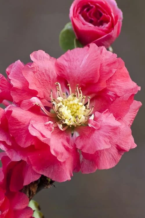 Double Take Pink Storm Flowering Quince - 2 Gallon Pot 1 Double Take Pink Storm Flowering Quince - 2 Gallon Pot