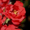 Iwai Nishiki Red Flowering Quince - 1 Gallon Pot
