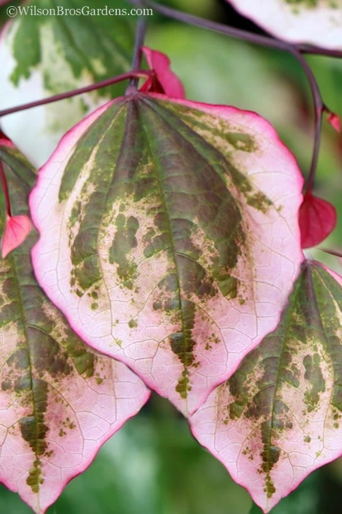 Carolina Sweetheart Eastern Redbud Tree - 5 Gallon Pot 1 Carolina Sweetheart Eastern Redbud Tree - 5 Gallon Pot